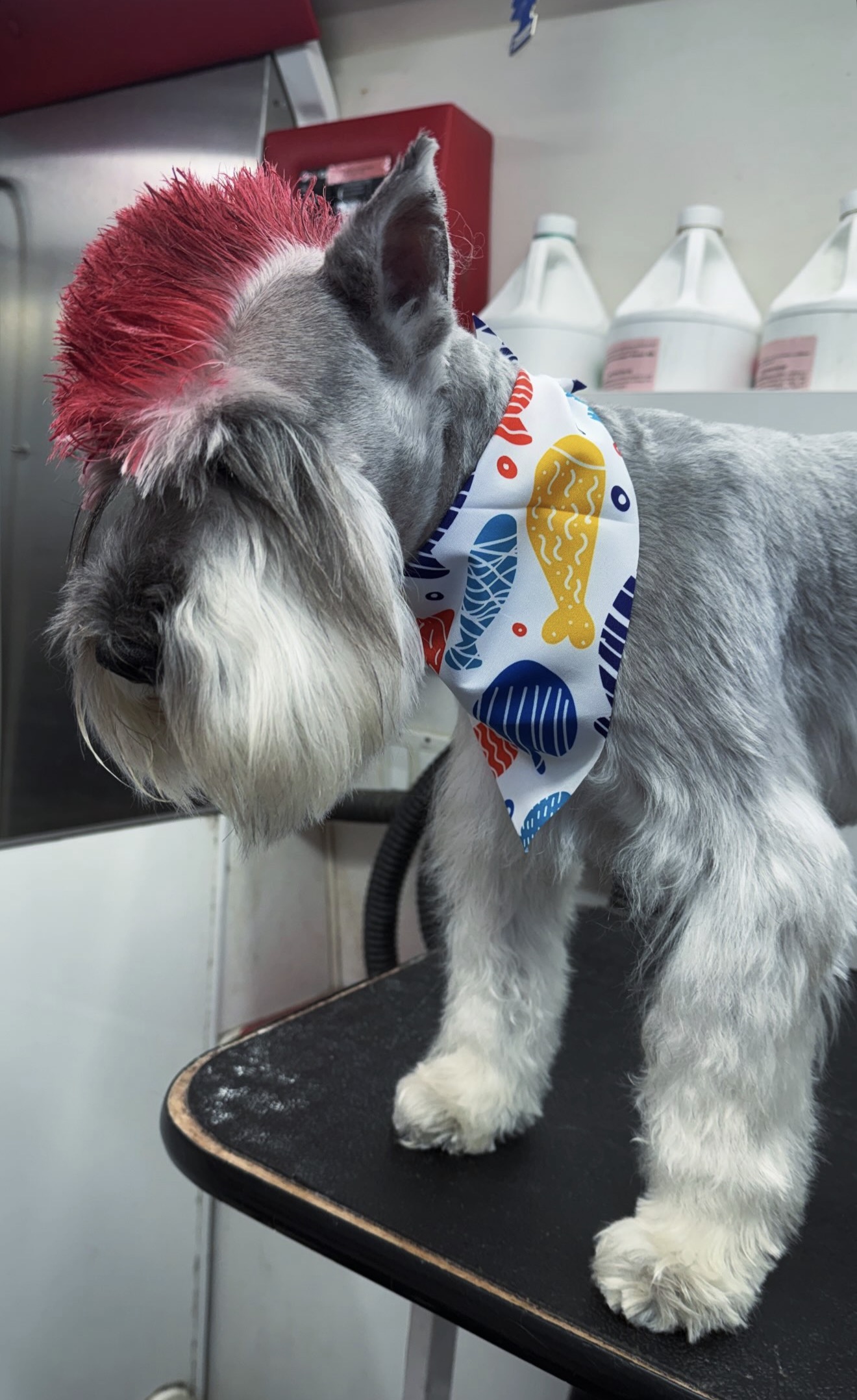 Schnauzer with a creative red mohawk