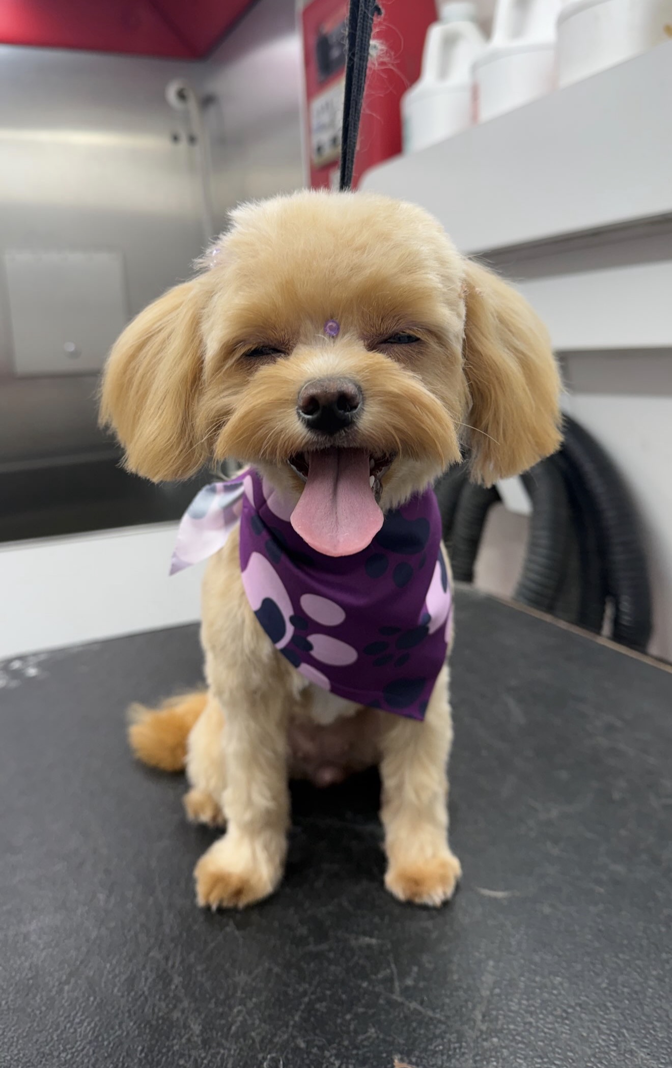 Cream Cockapoo with a teddy-bear cut, tongue out